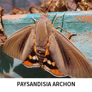 Gros plan d’un Paysandisia archon, papillon ravageur connu pour s’attaquer aux palmiers. L’insecte est photographié de dessus, posé sur un support peint en bleu turquoise. Ses ailes avant brun gris sont entrouvertes et laissent apparaître des ailes arrière colorées, marquées de bandes orangées, noires et blanches. L’image met en valeur l’aspect caractéristique de l’espèce, notamment son corps trapu, ses teintes brunes et les contrastes vifs visibles sous les ailes.